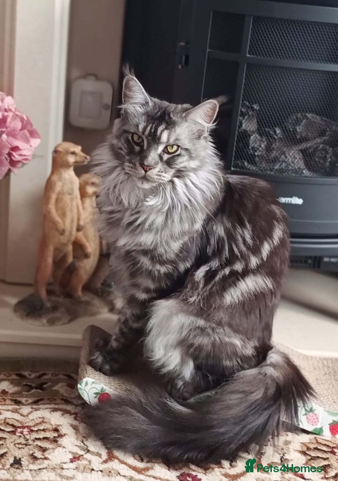 Maine Coon cats for sale: Maine Coon TICA reg kittens and Persian adult  - Image 15