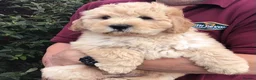 Newfypoo dogs for sale: Rare Newfypoo Puppies.  Stunning colors - Advert 4