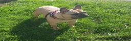 French Bulldog dogs for sale: Beautiful KC Reg puppies available  - Advert 9
