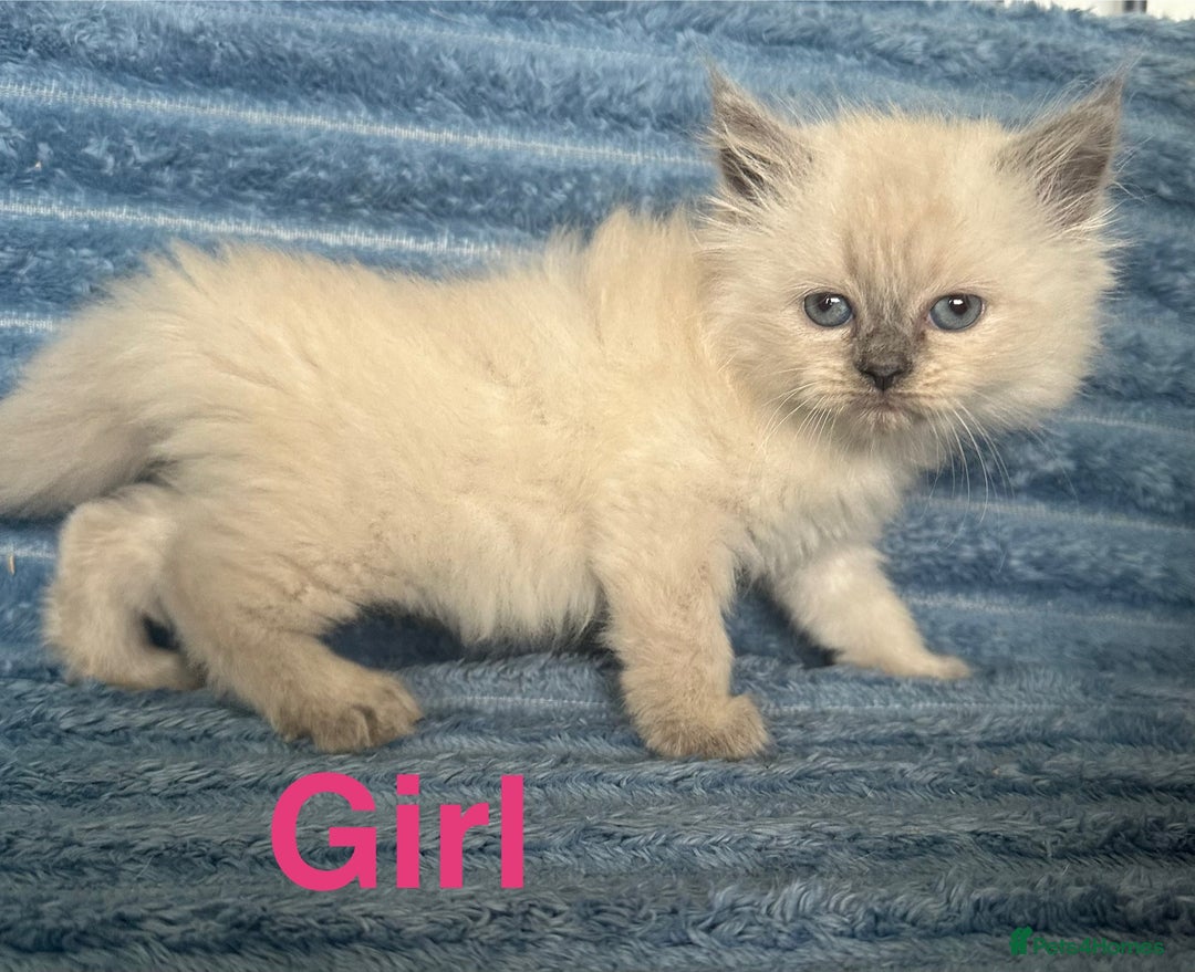 Ragdoll cats for sale: Ragdoll x persian F1b - Image 1