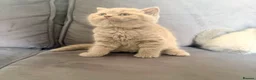 British Shorthair cats for sale: 💙2 gorgeous boys available 💙 - Advert 8
