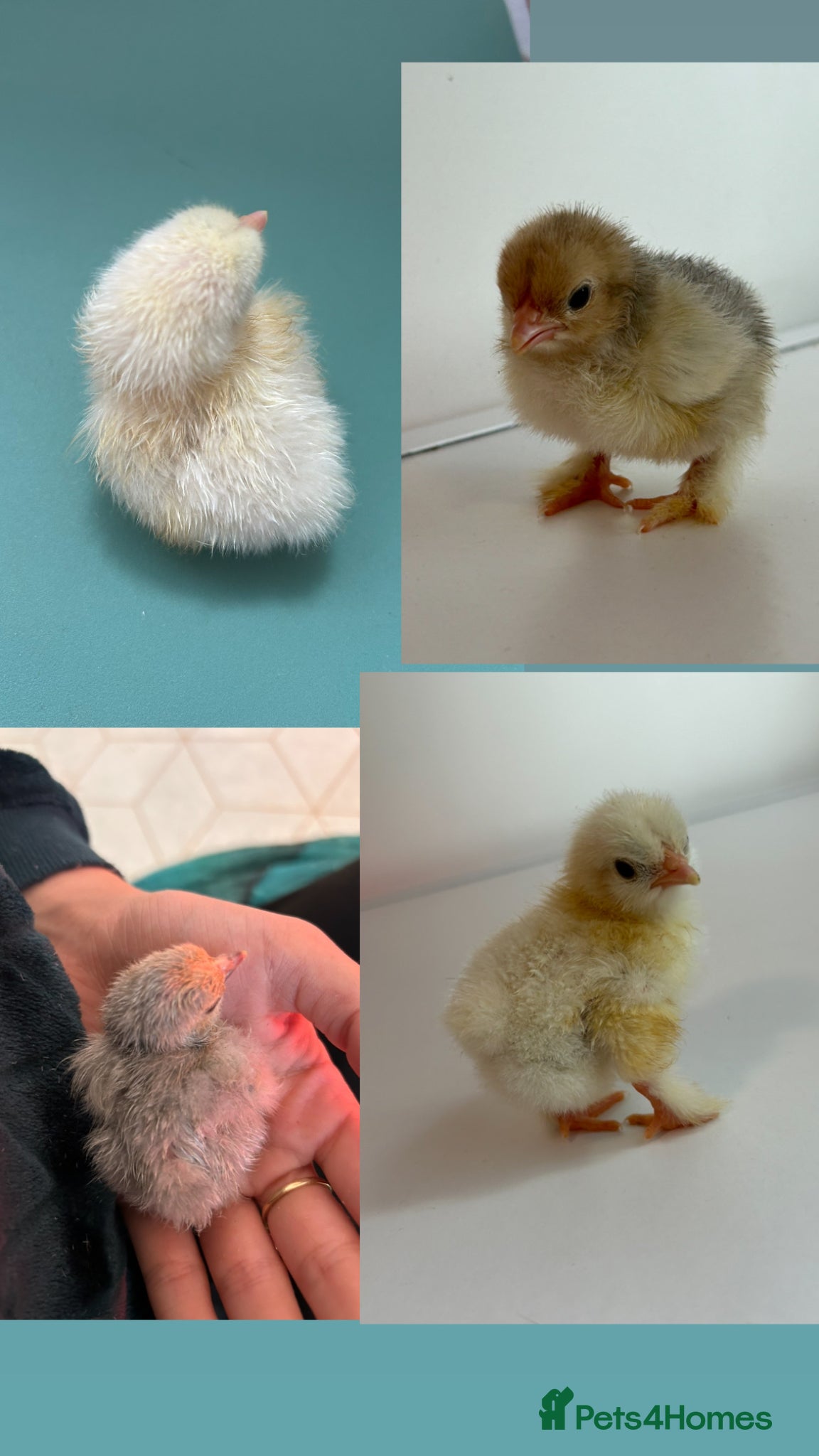 Chickens poultry Porcelain Pekin bantams  - Advert 1