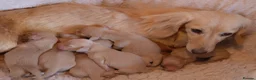 Miniature Dachshund dogs for sale: 5*Licensed+Cream+Long Hair+KC+VetChecked+PRAClear - Advert 20