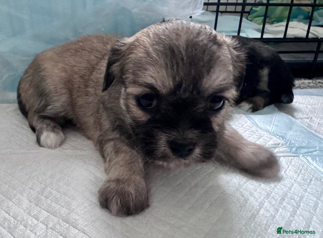 Mixed Breed dogs for sale: Tini Malchi puppies  - Image 25