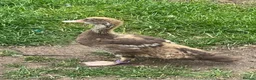 Ducks poultry for sale: Muscovy - lots of colours - Hatched Regularly - Advert 7