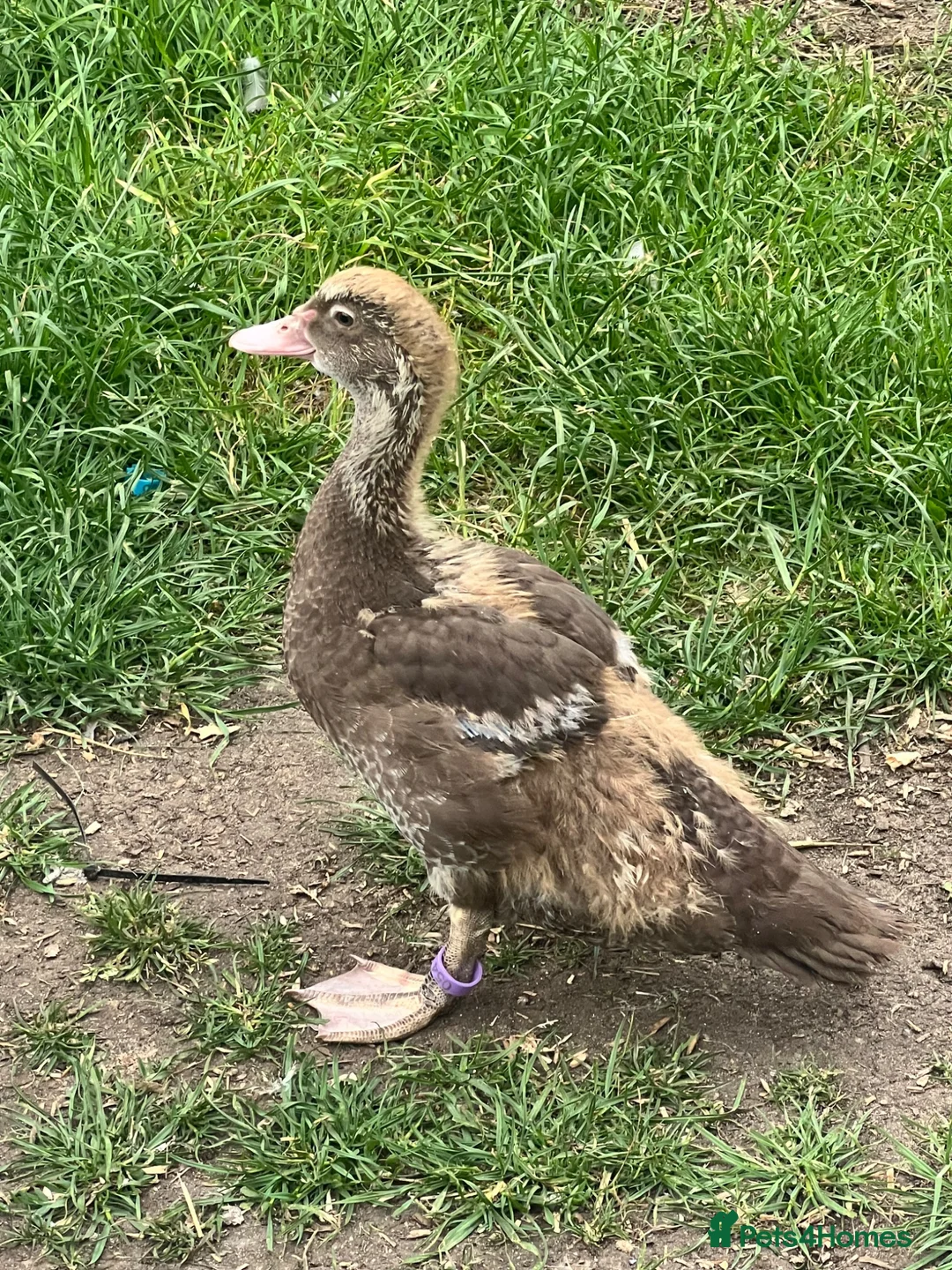 Ducks poultry for sale: Muscovy - lots of colours - Hatched Regularly - Advert 7