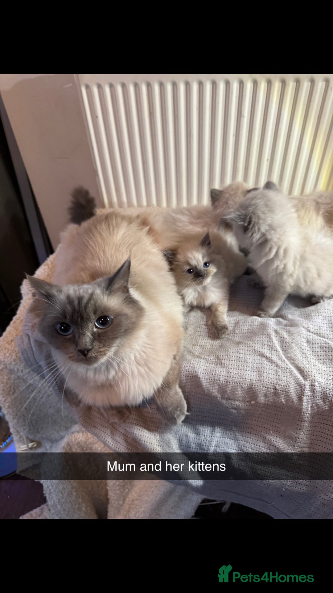 Ragdoll cats for sale: Beautiful bluepoint ragdoll  - Image 12