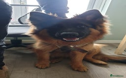 German Shepherd dogs for stud: 🐾 Beautiful Pedigree German Shepherd – Bruno 🐾 - Image 7