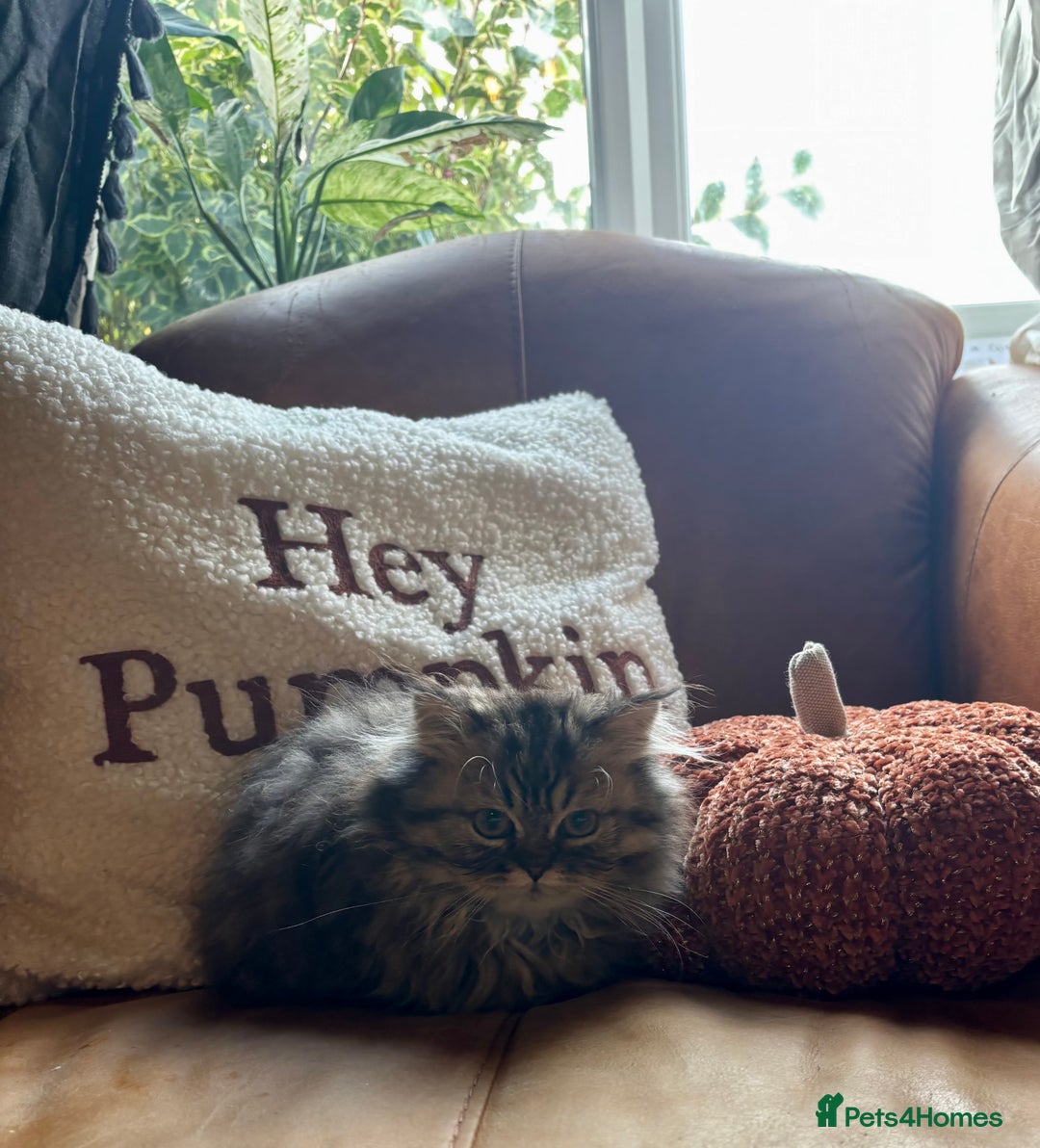 Persian cats for sale: Beautiful Pedigree Persians  - Image 6