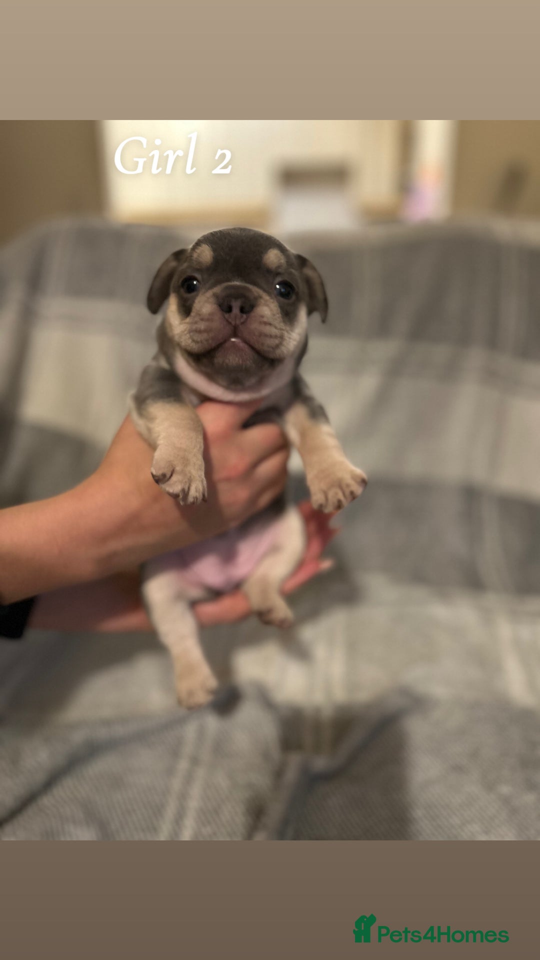 French Bulldog dogs for sale: 2 gorgeous lilac and tan french bulldogs  - Advert 9