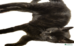 Mixed Breed cats for sale: Lovely kittens - Image 3