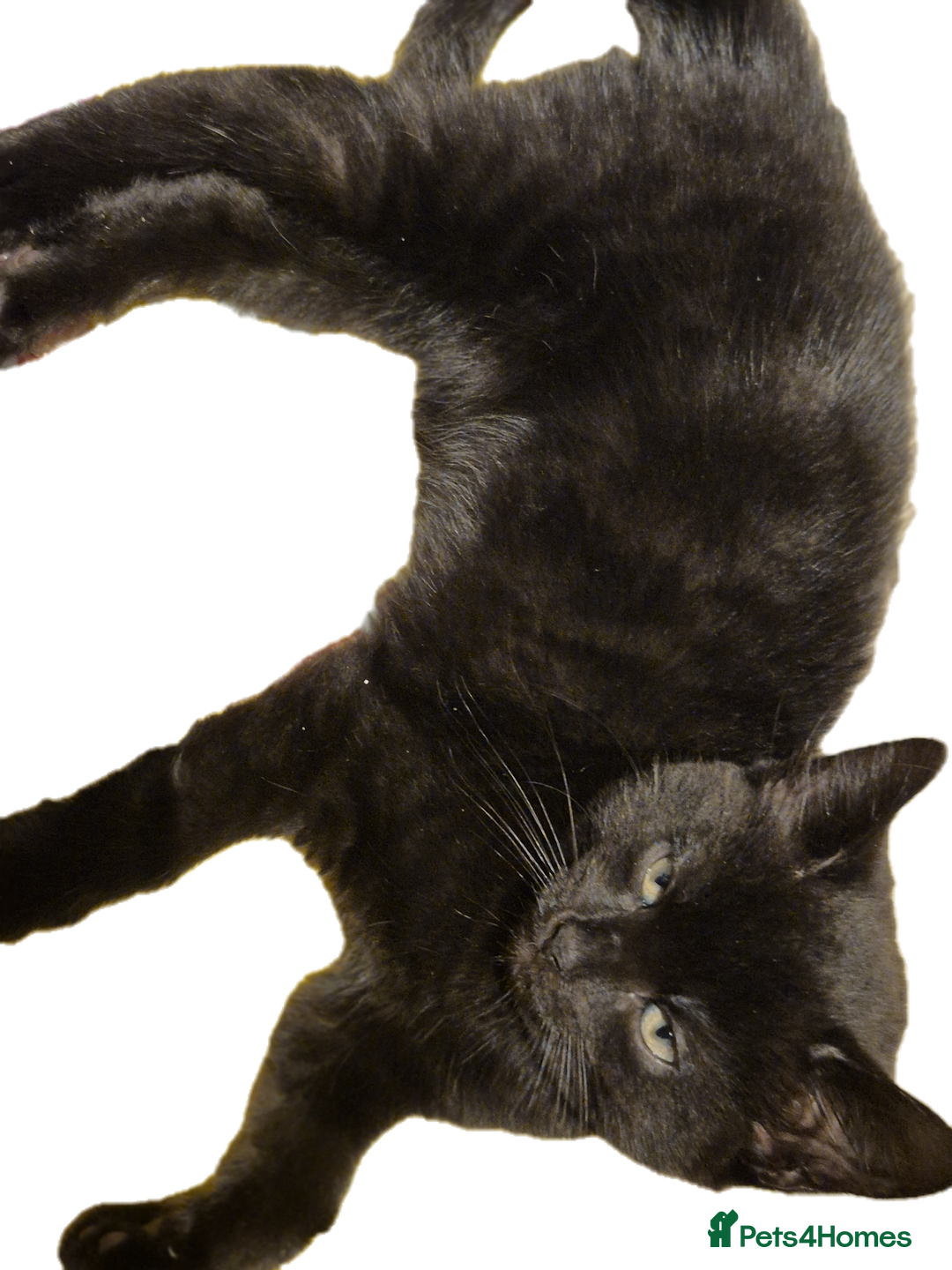 Mixed Breed cats for sale: Lovely kittens - Image 3