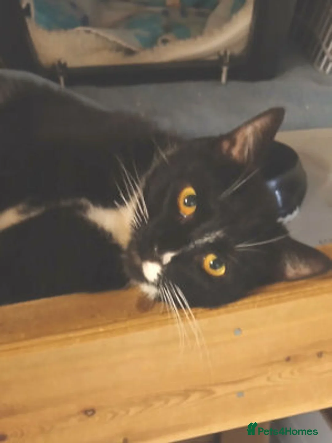 Mixed Breed cats for adoption: TIMMY - Advert 1