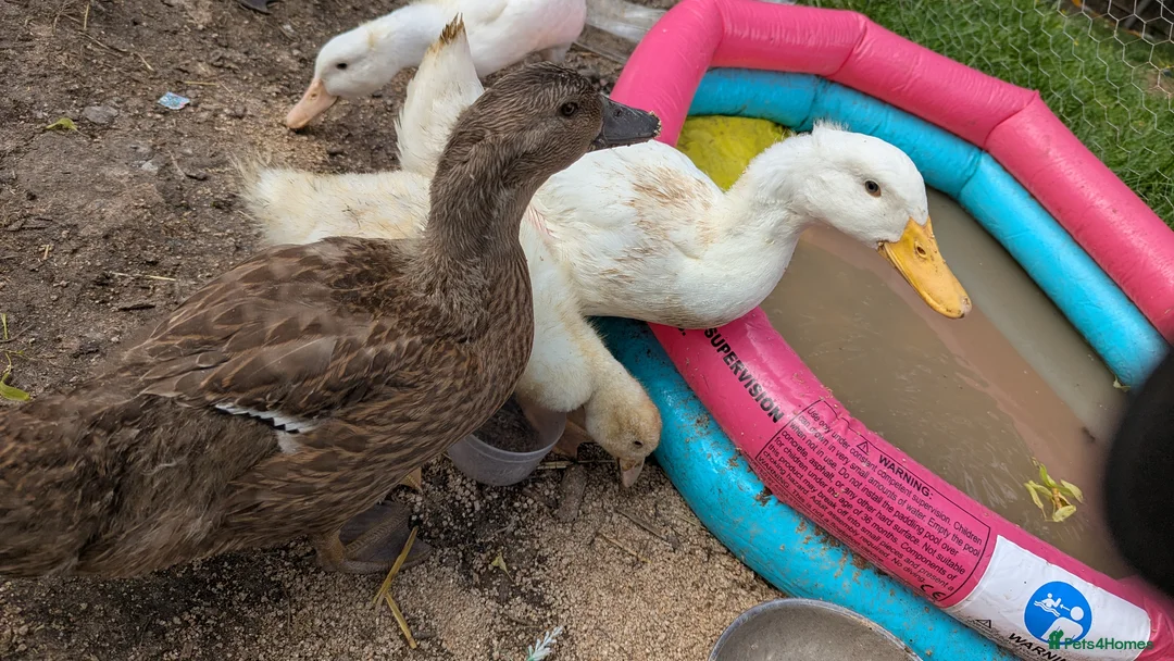 Ducks poultry for sale: 3 female ducklings looking for a home  in Brierley Hill - Advert 1