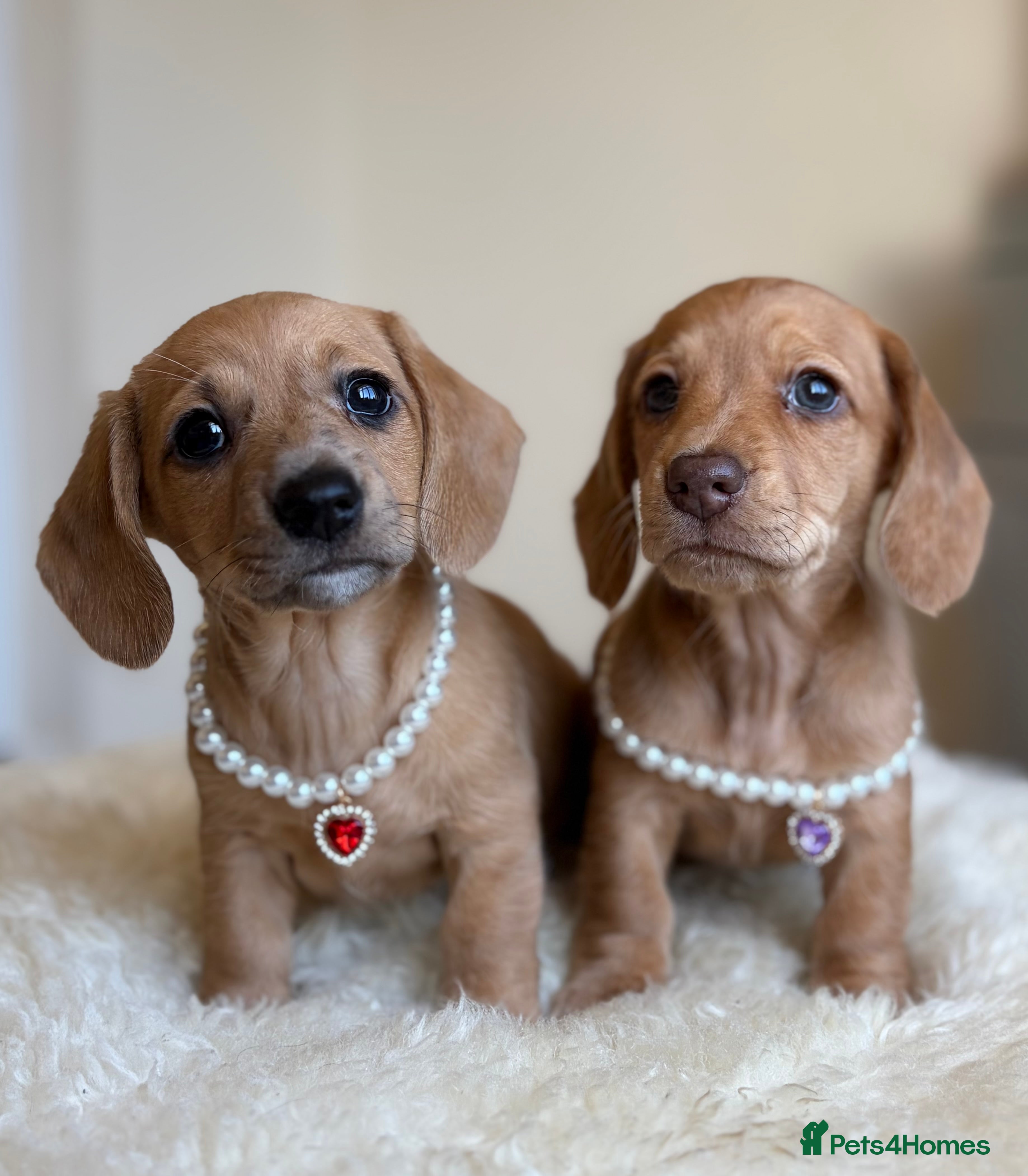 Miniature Dachshund dogs 5 cream miniature dachshunds - Advert 16
