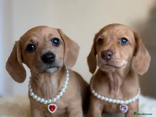 Miniature Dachshund dogs 5 cream miniature dachshunds - Advert 16
