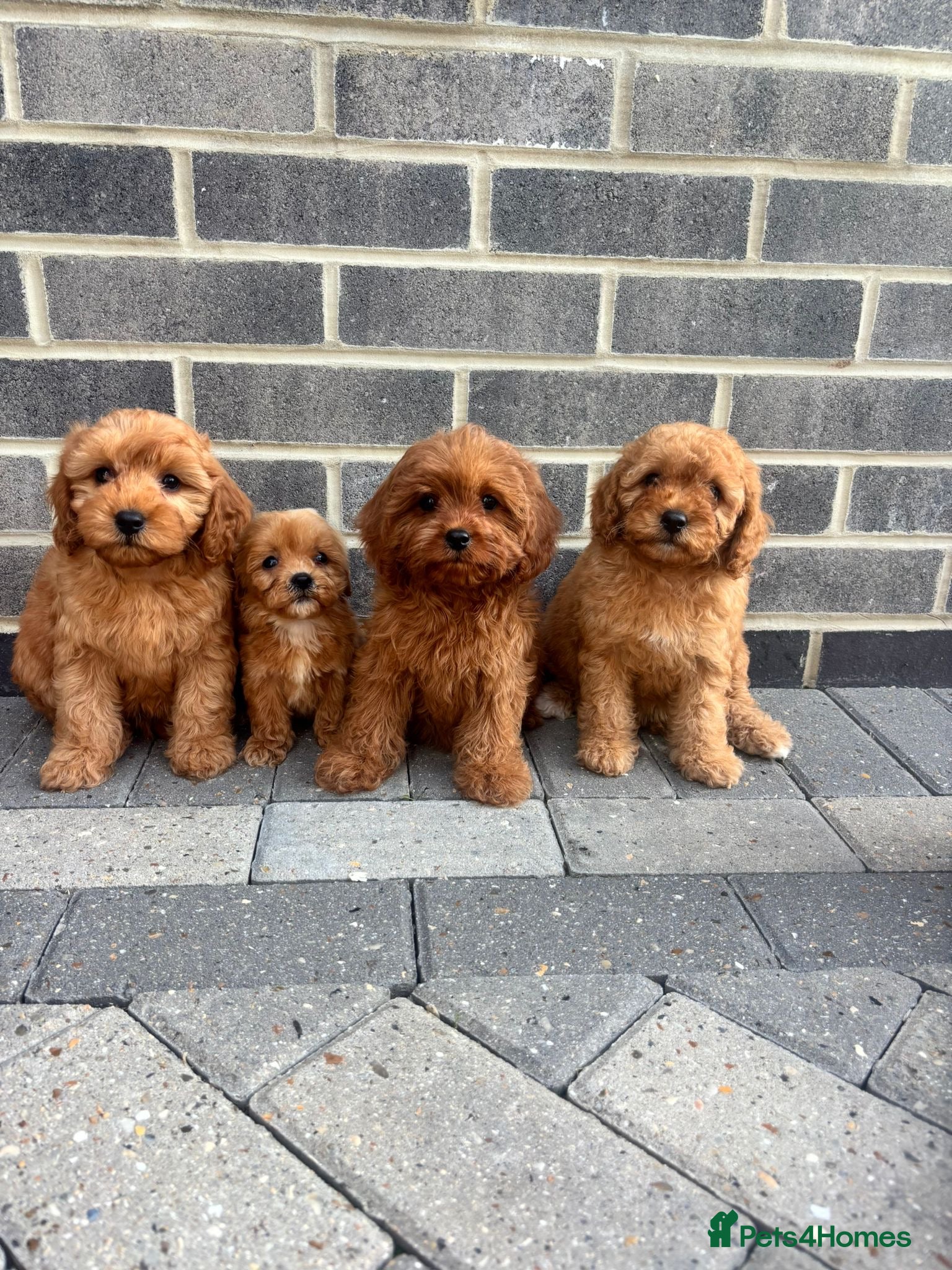 Cavapoo dogs CAVAPOO F1 PUPPYS  1-BOY 3-GIRLS READY 2 LEAVE NOW - Advert 2