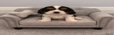 Cavalier King Charles Spaniel Puppy 1
