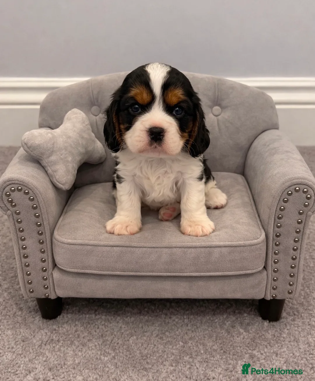 Cavalier King Charles Spaniel dogs for sale: Beautiful health tested cavalier King Charles  - Advert 13