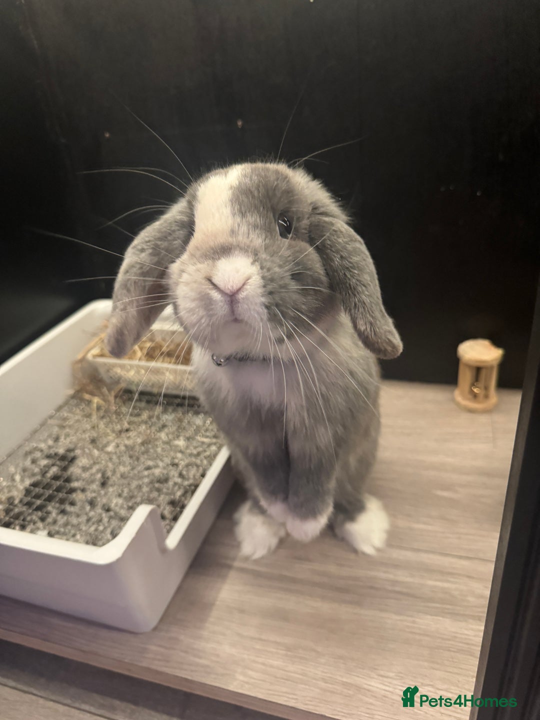 Mini Lop rabbits for sale: Mini Loop - Image 2