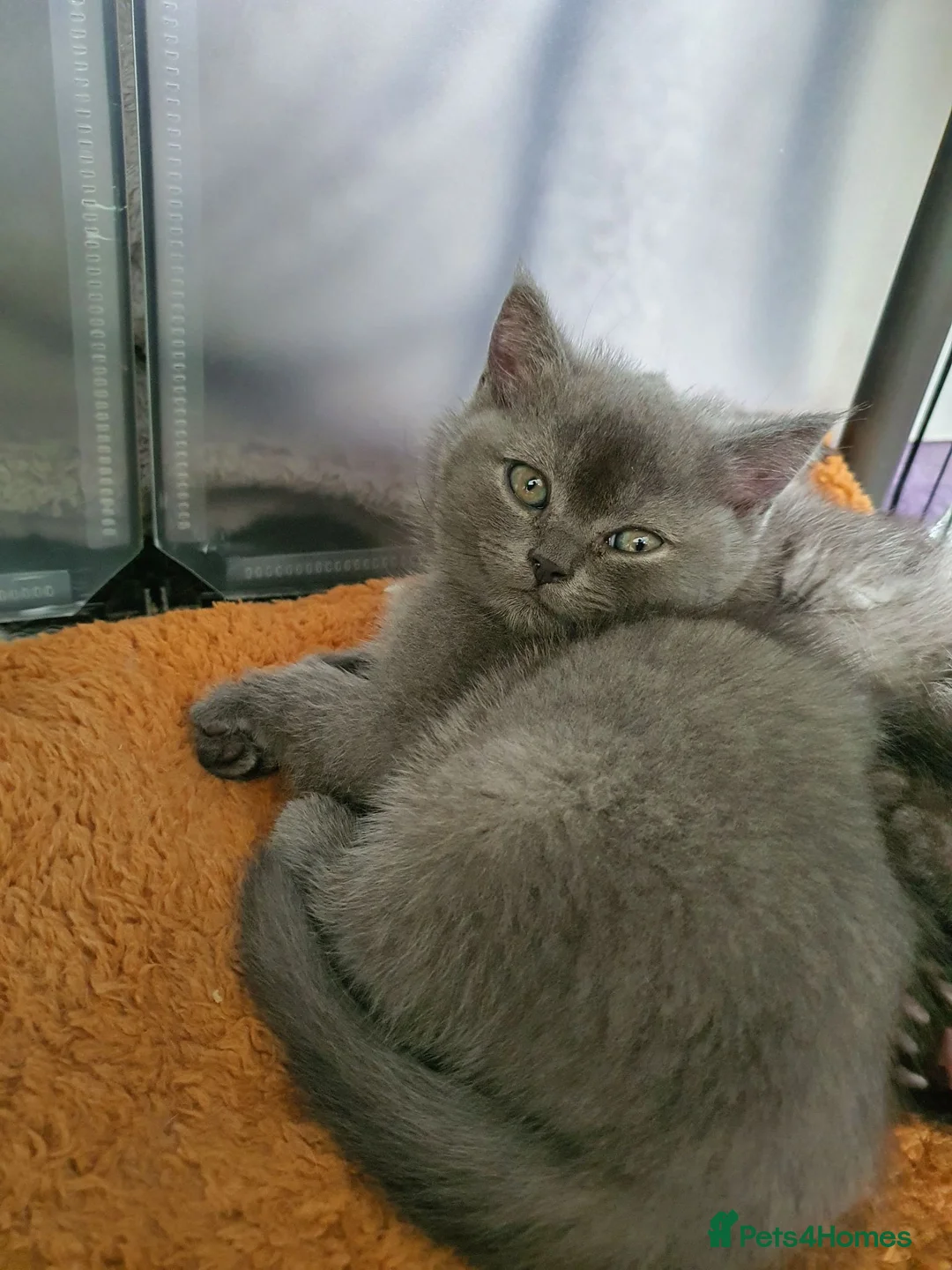 Scottish Fold cats for sale: 🐾 Adorable Scottish Fold Kittens  - Advert 1