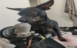 Miniature Pinscher dogs for sale: Miniature pinscher needs new home. Male. 2yrs - Image 3
