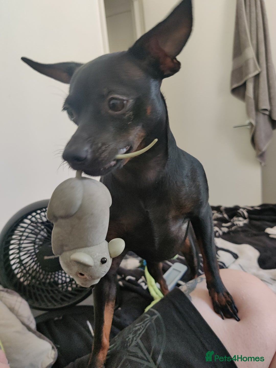 Miniature Pinscher dogs for sale: Miniature pinscher needs new home. Male. 2yrs - Image 3