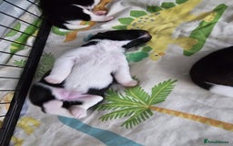 Akita dogs for sale: 🐾 American Akita Puppies for Forever Homes 🐾 - Image 34