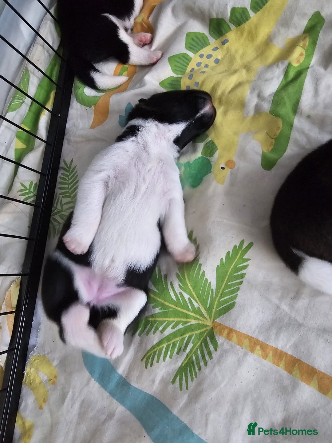 Akita dogs for sale: 🐾 American Akita Puppies for Forever Homes 🐾 - Image 34