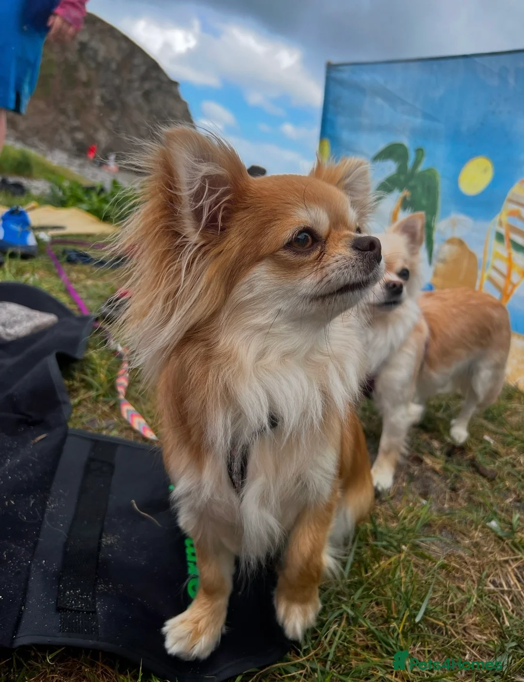 Chihuahua dogs for sale:  Long Coat Chihuahua Puppies - Advert 11