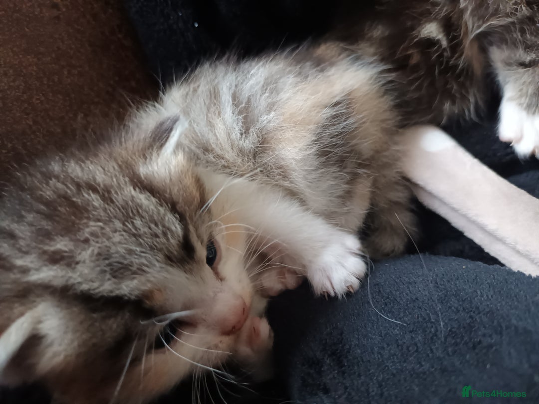 Mixed Breed cats for sale: 2 female kittens free to good home - Image 3