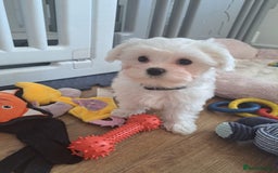 Maltese dogs for sale: Adorable Maltese Puppies For Sale❤️ - Image 14