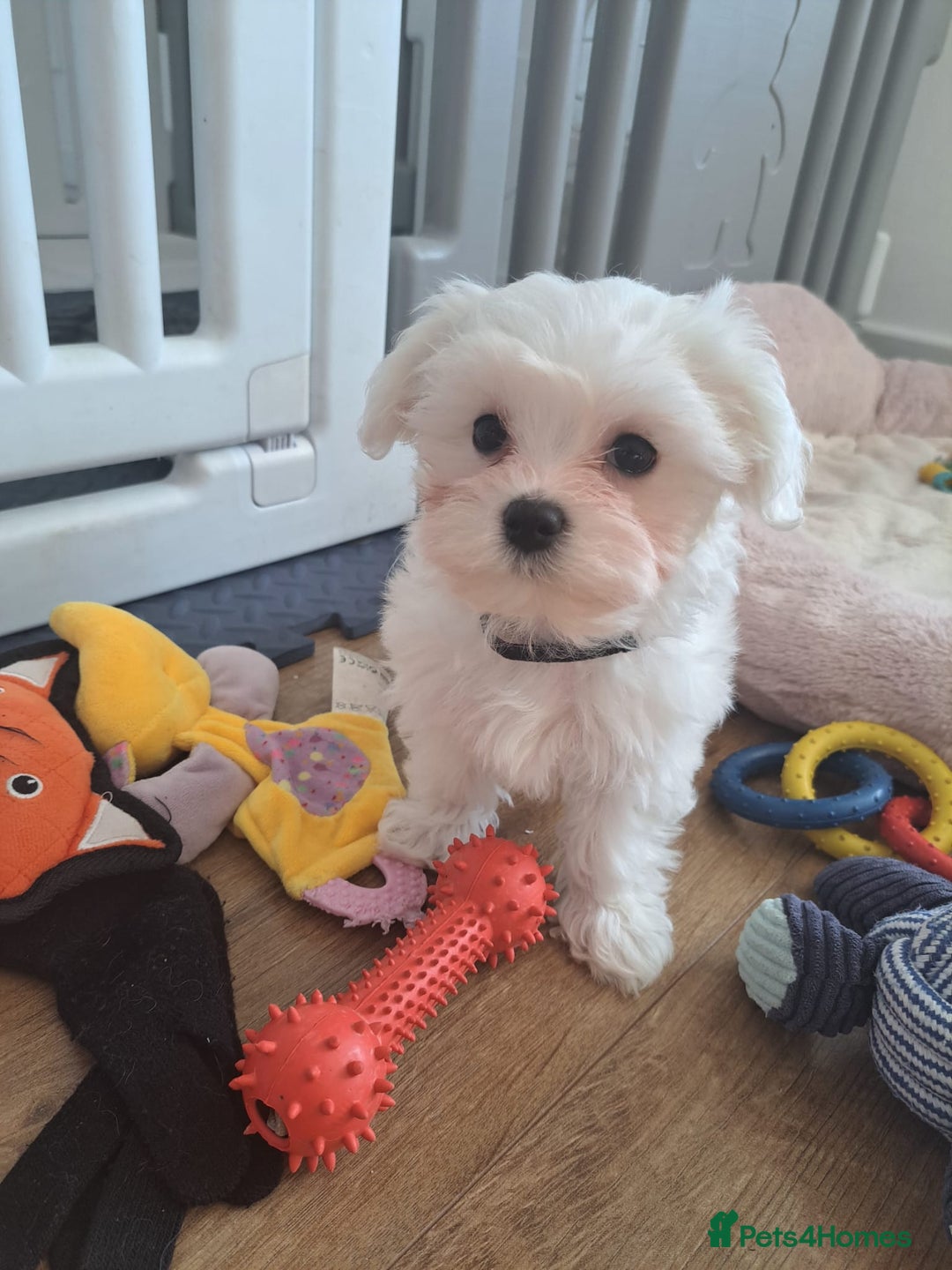 Maltese dogs for sale: Adorable Maltese Puppies For Sale❤️ - Image 14