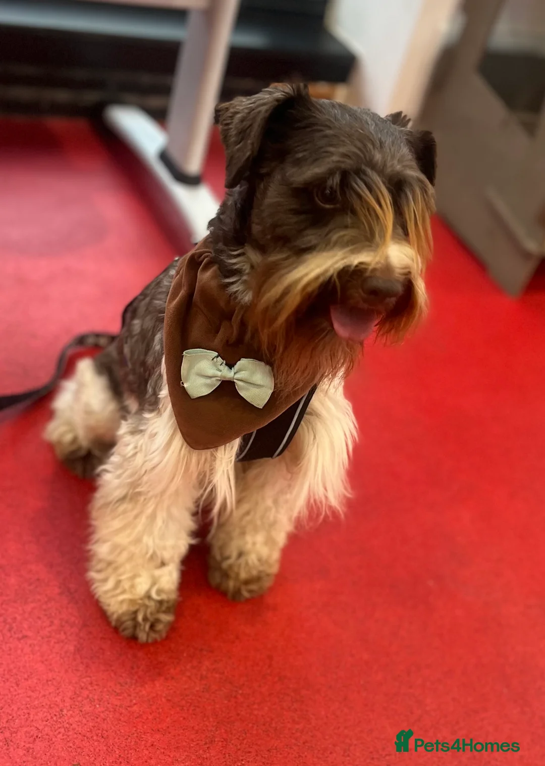 Poodle dogs for stud: KC CHOCOLATE AND WHITE SCHNAUZER STUD MAC +BVA 👍 in Coventry - Advert 2