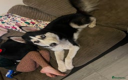 Siberian Husky dogs for sale: Thor  - Image 1
