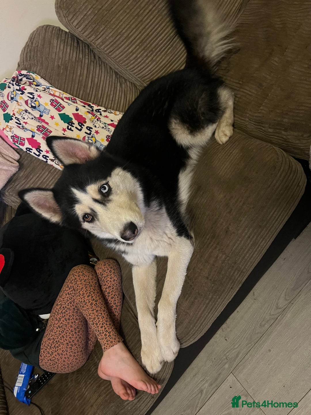 Siberian Husky dogs for sale: Thor  - Image 1