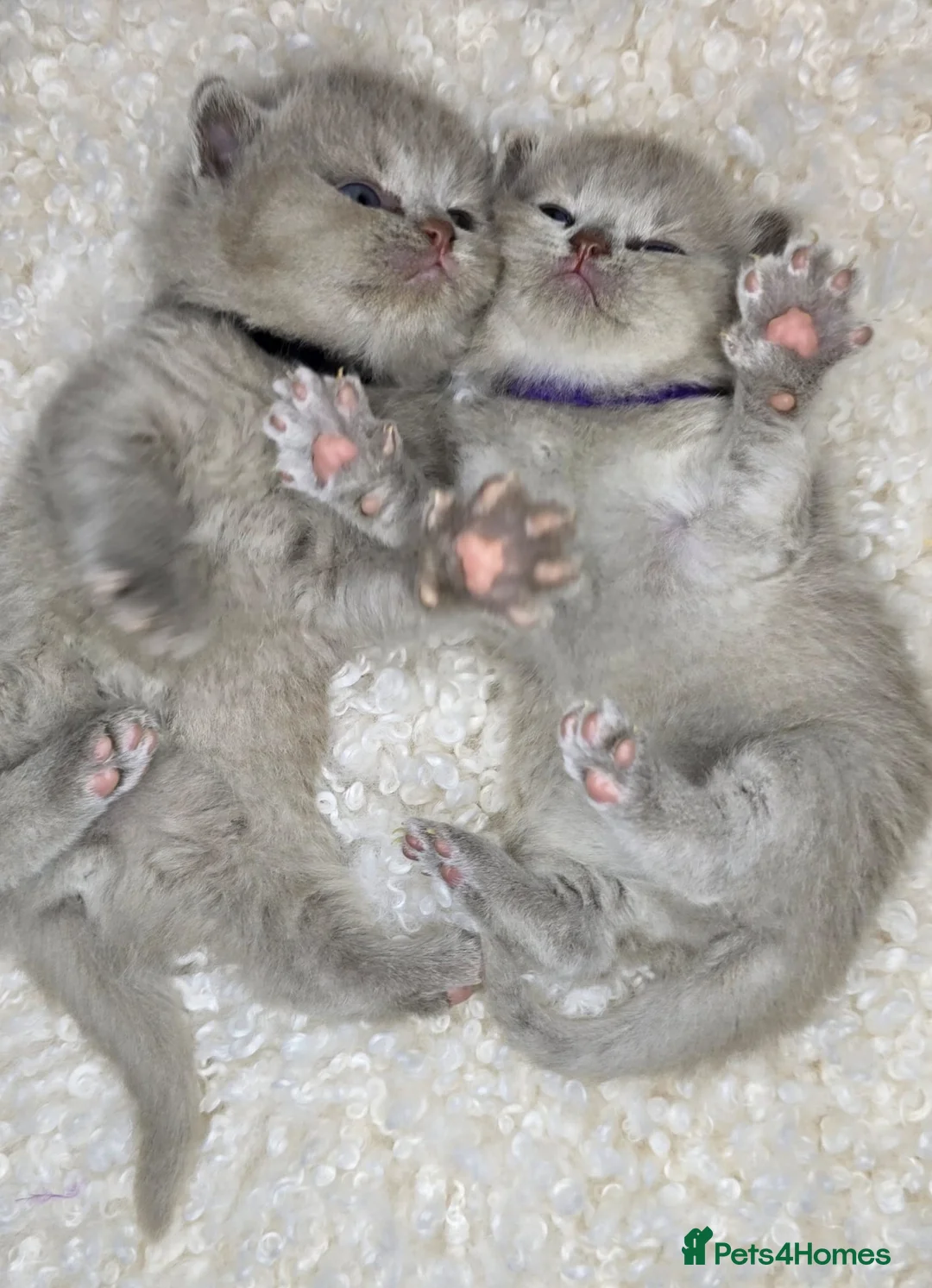 British Shorthair cats for sale: Gorgeous British Shorthair kittens - Advert 6