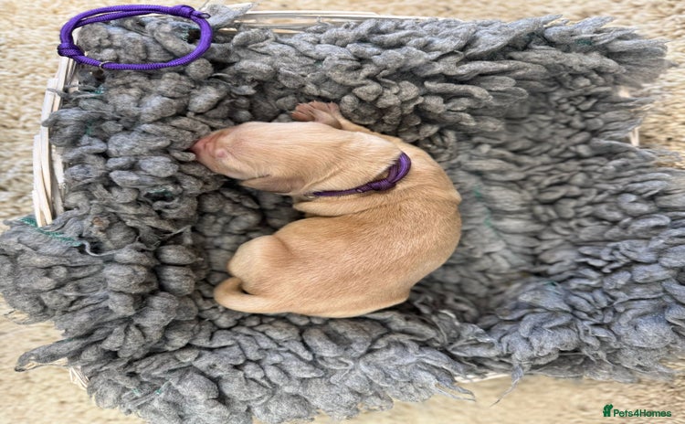 Goldador dogs - Advert 7