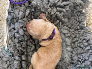 Goldador dogs - Advert 6