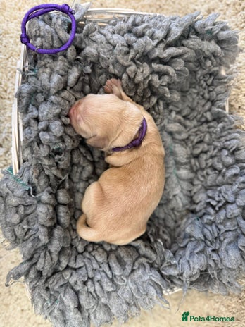 Goldador dogs - Advert 2