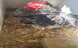 Chickens poultry for sale: 5 Male Pekin Bantams - Image 2