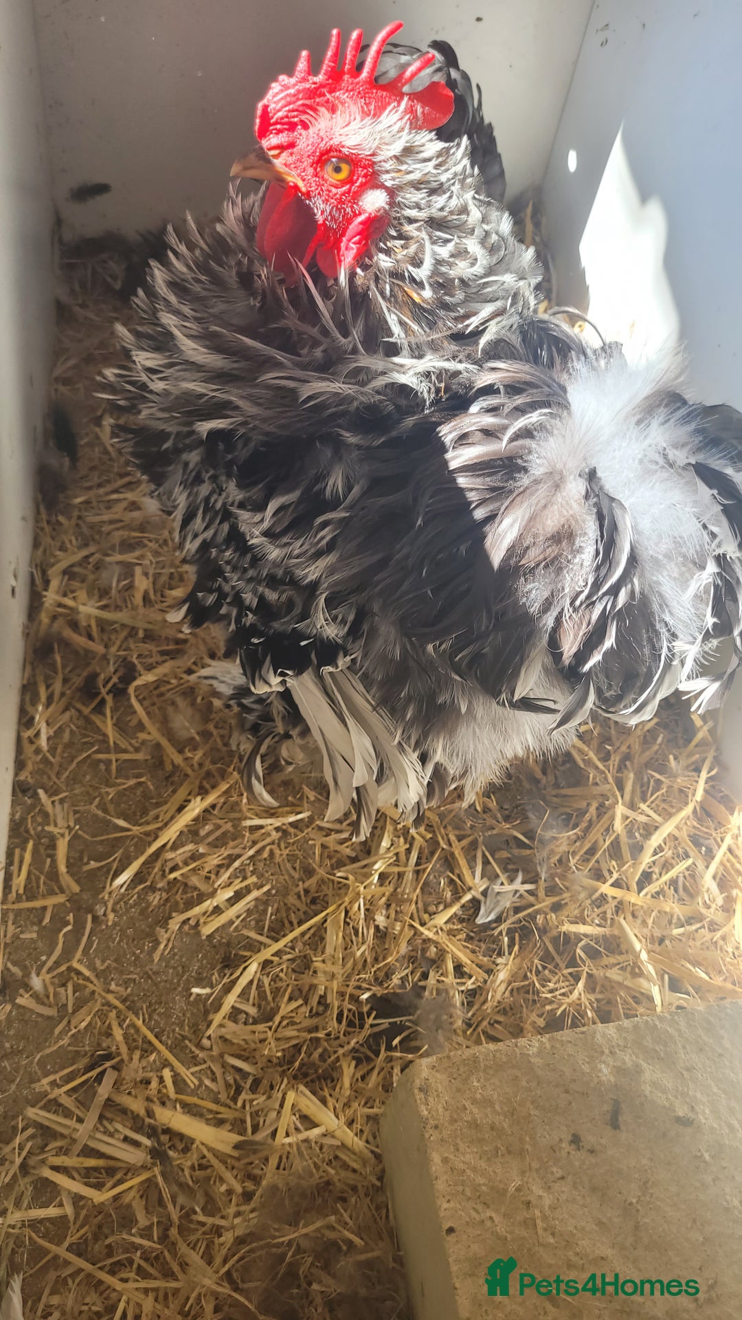 Chickens poultry for sale: 5 Male Pekin Bantams - Image 2