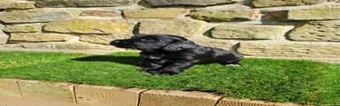 Cocker Spaniel 3