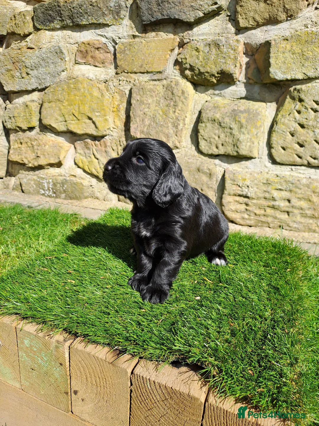 Cocker Spaniel dogs for sale: Working Cocker Spaniels  - Advert 7
