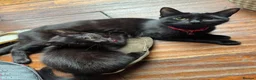 Mixed Breed cats for sale: Russian Black girl in Nottingham - Advert 2