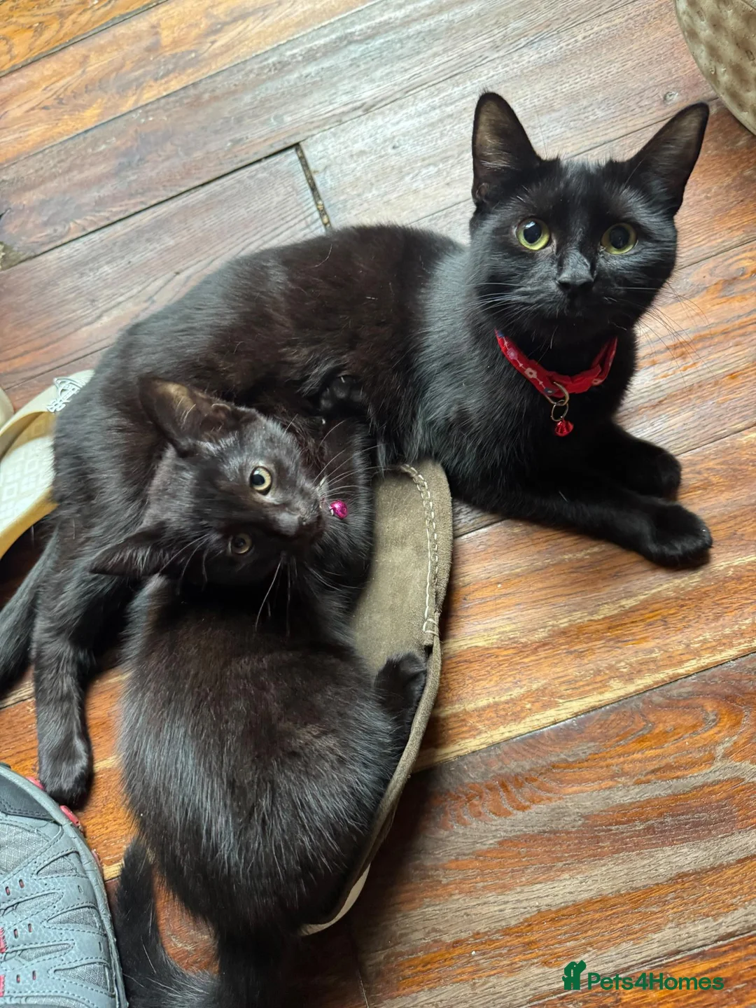 Mixed Breed cats for sale: Russian Black girl in Nottingham - Advert 2