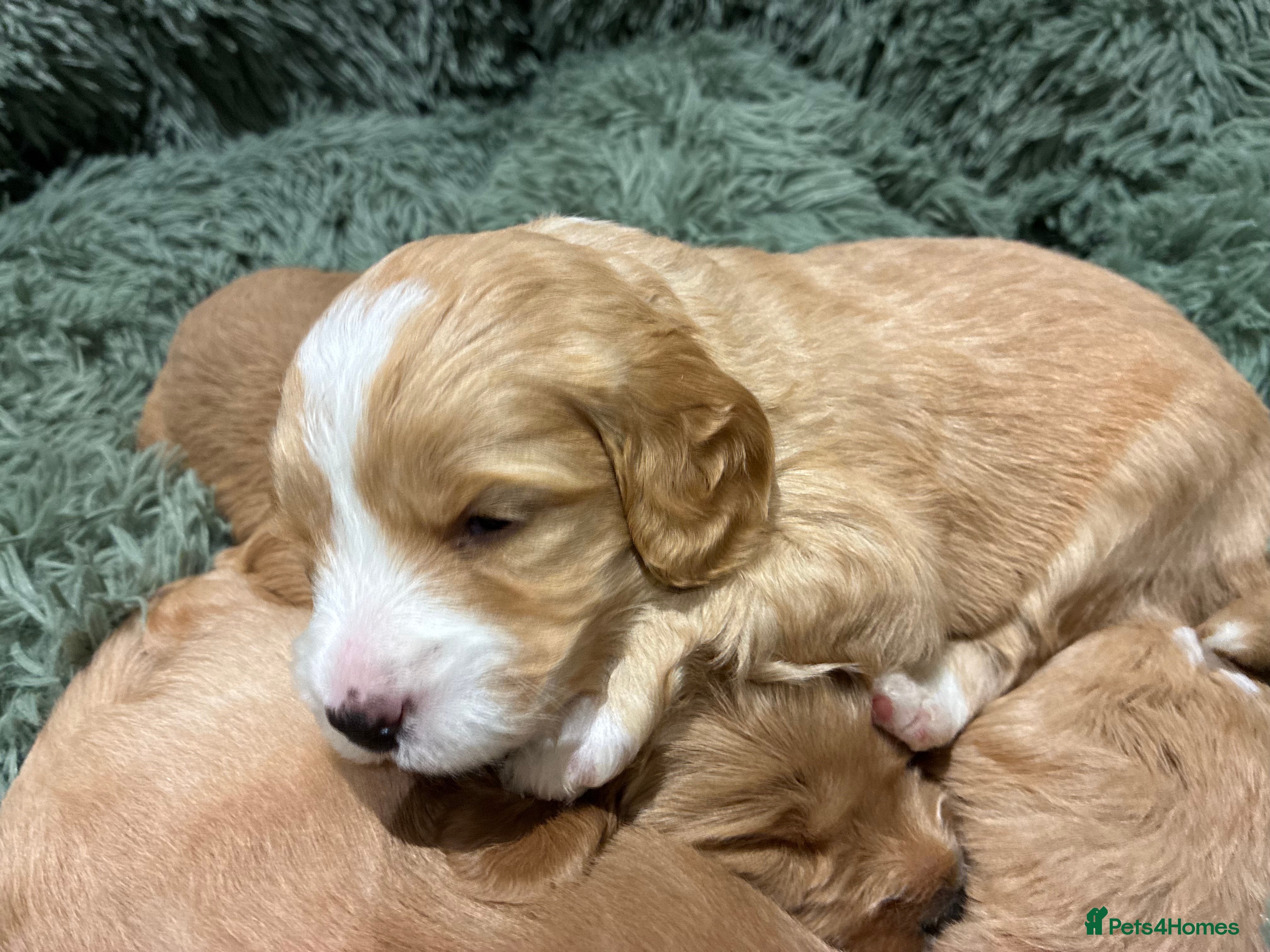 Australian Labradoodle dogs Australian Labradoodle only one boy left - Advert 3