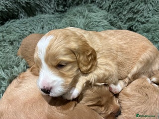 Australian Labradoodle dogs Australian Labradoodle only one boy left - Advert 3