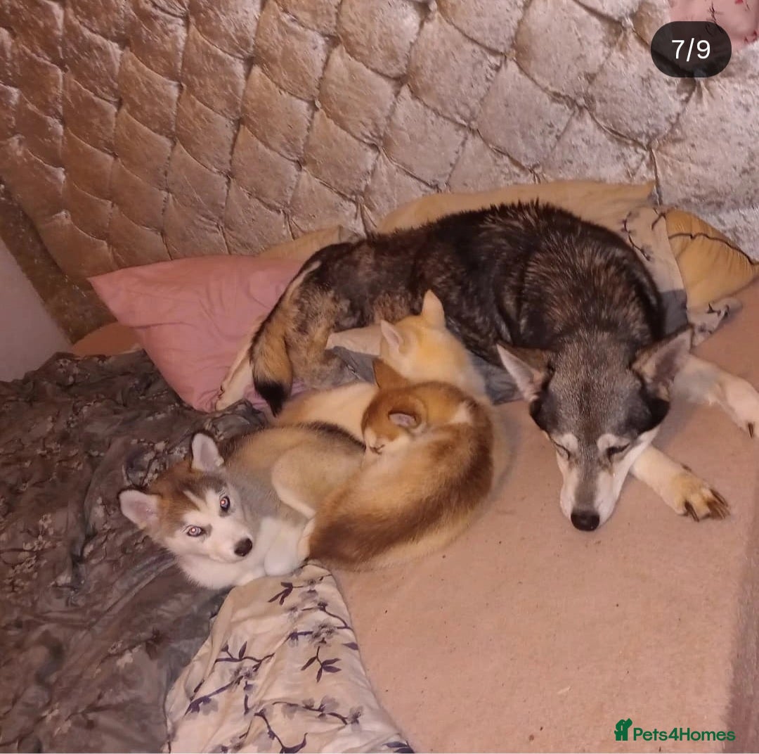 Siberian Husky dogs for sale: Siberian huskies  - Image 7