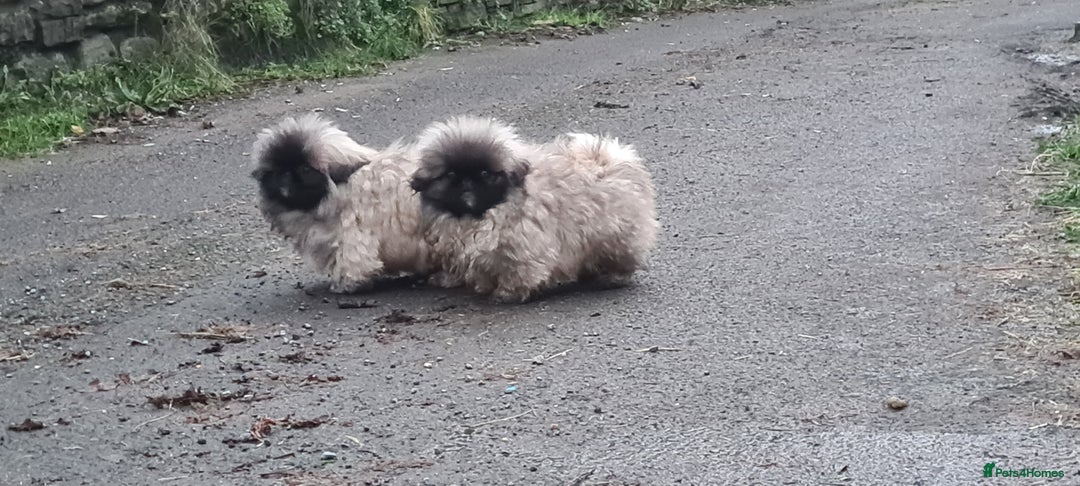 Pekingese dogs for sale: Pekingese puppys (Champion Bloodlines) - Advert 12